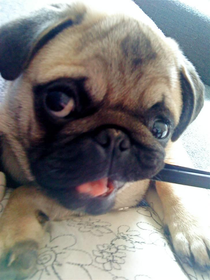 Mops Oscar billede 9