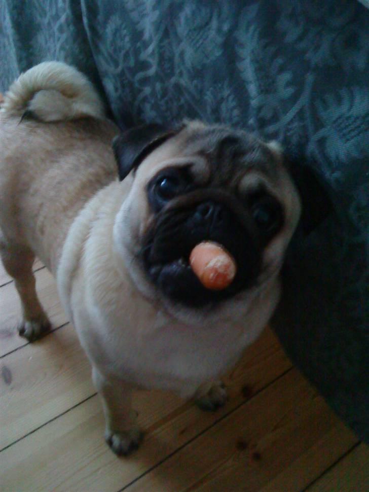 Mops Oscar billede 10