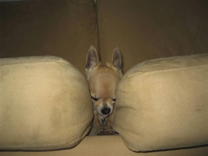 Chihuahua Magnus - altså...tror nok han ville ha en lur her billede 17