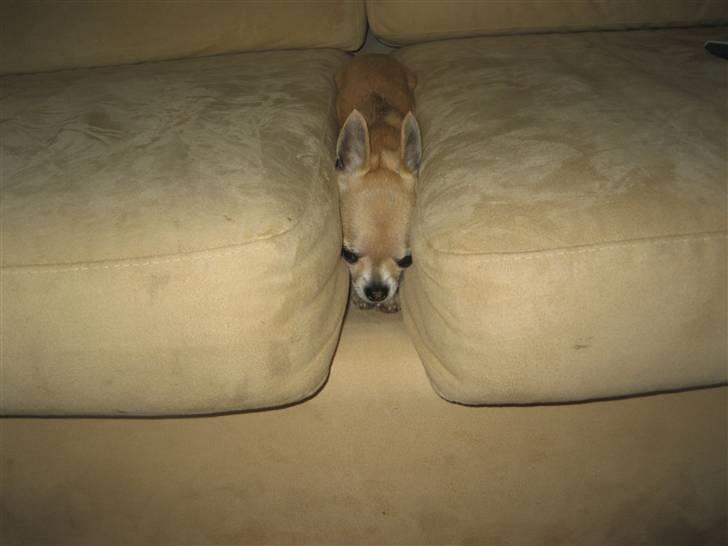 Chihuahua Magnus billede 18