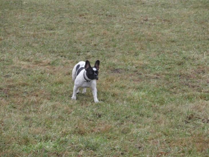 Fransk bulldog Herbie - Klar til ballade billede 9