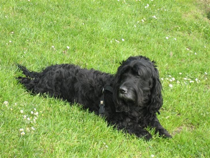 Blanding af racer Rollo R.I.P.  - Rollo før han blev gråskægget billede 6