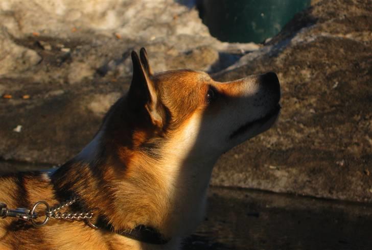 Norsk lundehund Ulfrigga Lundes Lunda - Velkommen til Låddes profil (-; Ved færgen i Norge. Foto: Sofie Weywadt (mig) billede 2