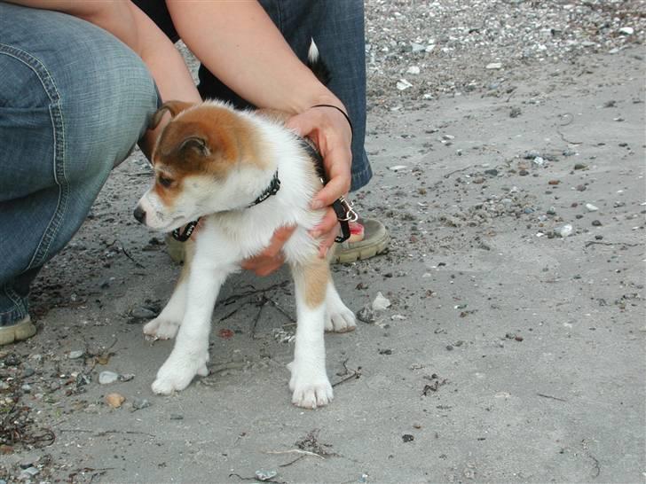 Norsk lundehund Ulfrigga Lundes Lunda - Lunda på standen <´ 3 Som lille "vulf" billede 4