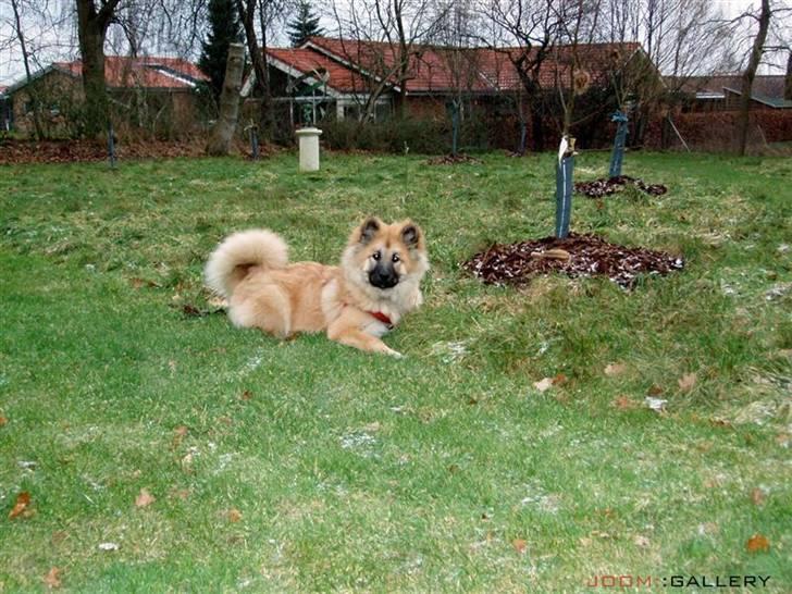 Eurasier Atikka - Leger i haven billede 12