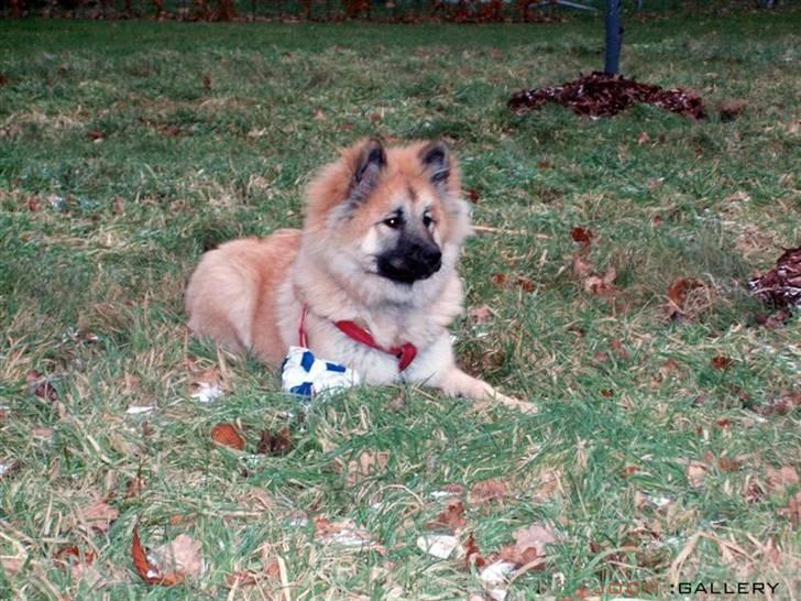 Eurasier Atikka - leger i haven billede 13