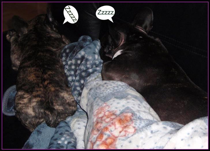 Fransk bulldog ~SOFFIE~ <3Himmelhund<3 billede 20