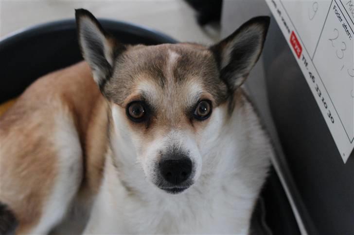 Norsk lundehund Ulfrigga Lundes Lunda - Lunda i sin spand :D Ja, det er et Tryg forsikring boksskilt til en hest (-;  //6-4-2011 Fotograf: Sofie Weywadt [Mig] billede 5