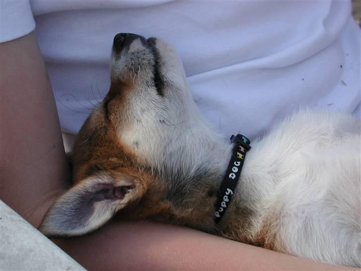 Norsk lundehund Ulfrigga Lundes Lunda - Lunda ligger hos min bror da vi hentede hende hjem ;} billede 6