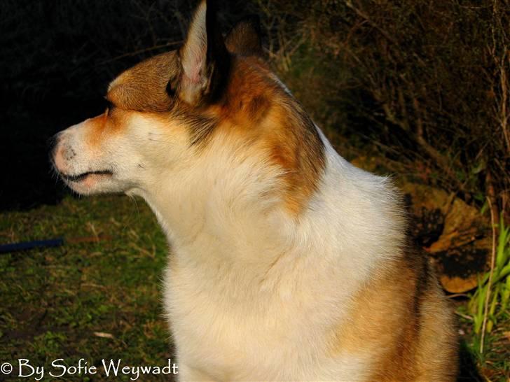 Norsk lundehund Ulfrigga Lundes Lunda billede 7