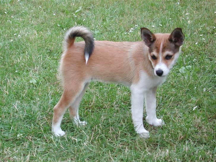 Norsk lundehund Ulfrigga Lundes Lunda - I haven som hvalp. (-; billede 8