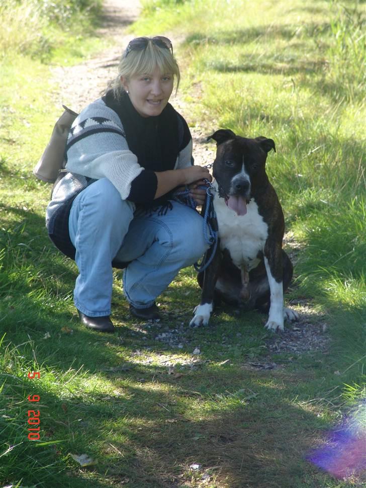 Amerikansk staffordshire terrier Jack (2004-2017)  billede 18