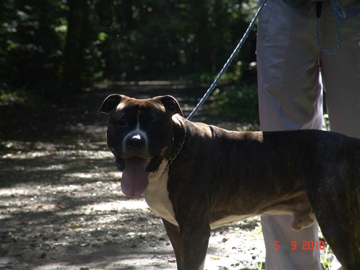 Amerikansk staffordshire terrier Jack (2004-2017)  billede 19
