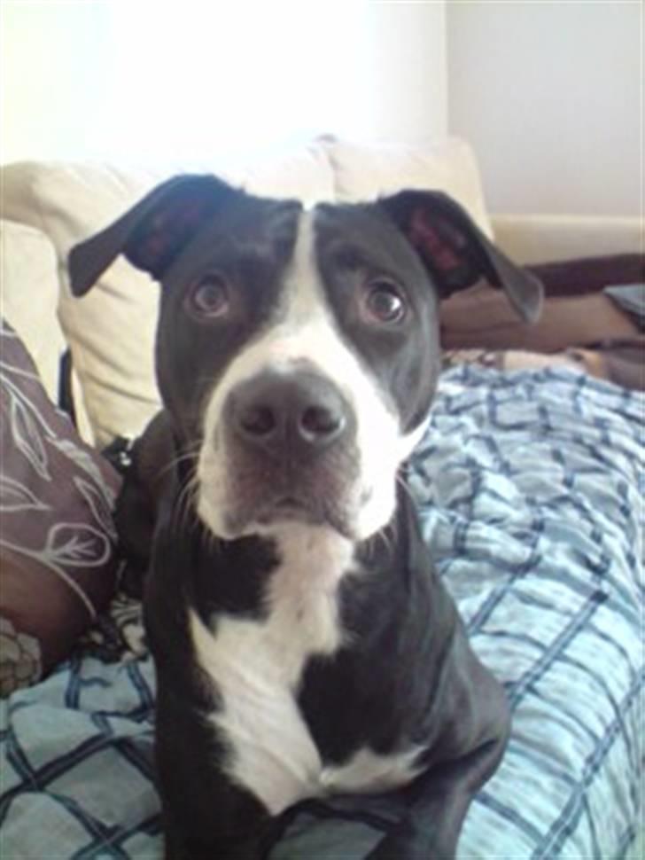 Amerikansk staffordshire terrier Diva - så leger hun fotograf igen igen :-s billede 13