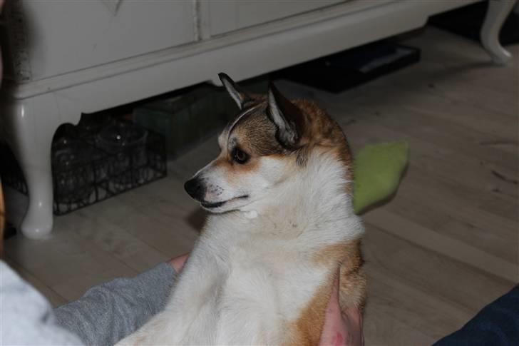 Norsk lundehund Ulfrigga Lundes Lunda - Lunda sidder fabulæææs :D  //6-4-2011 Fotograf: Mikkel Weywadt billede 10