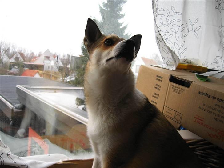 Norsk lundehund Ulfrigga Lundes Lunda - Lunda kigger på Mor <´ 3    //15.2-o9 Fotograf: Sofie Weywadt [Mig] billede 11