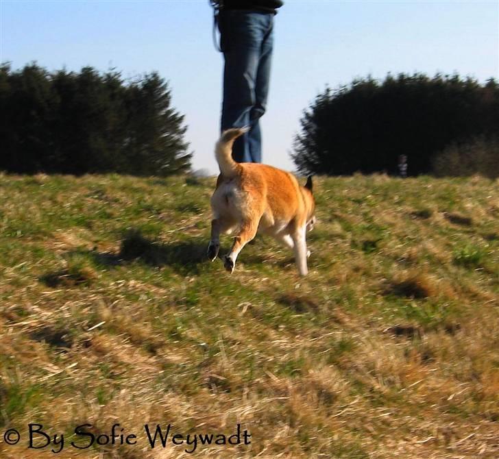 Norsk lundehund Ulfrigga Lundes Lunda - Nøøøj! Hun kan løbe! xD //?.?-o9 Fotograf: Sofie Weywadt [Mig] billede 12