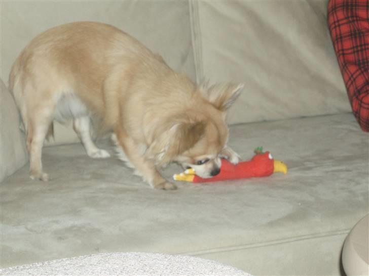 Chihuahua Bonzo billede 8