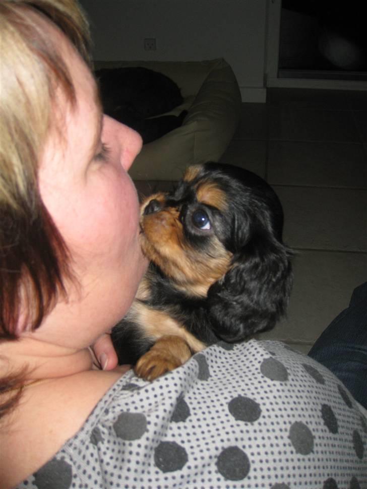 Cavalier king charles spaniel Flicka billede 7