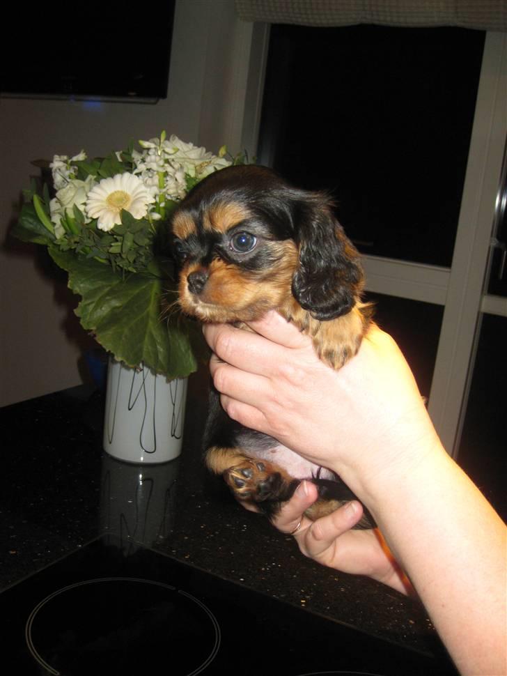 Cavalier king charles spaniel Flicka billede 8