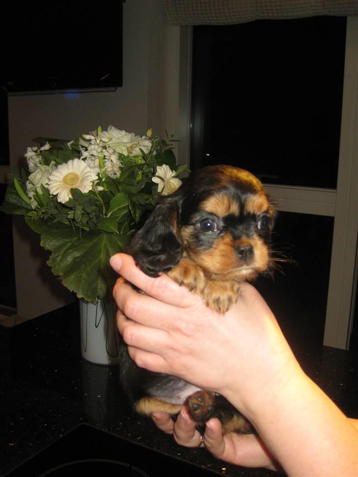 Cavalier king charles spaniel Flicka billede 9