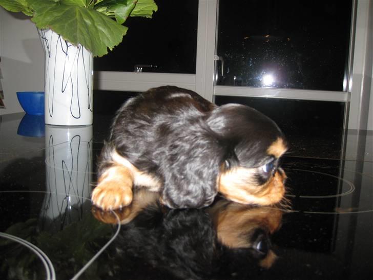 Cavalier king charles spaniel Flicka billede 10