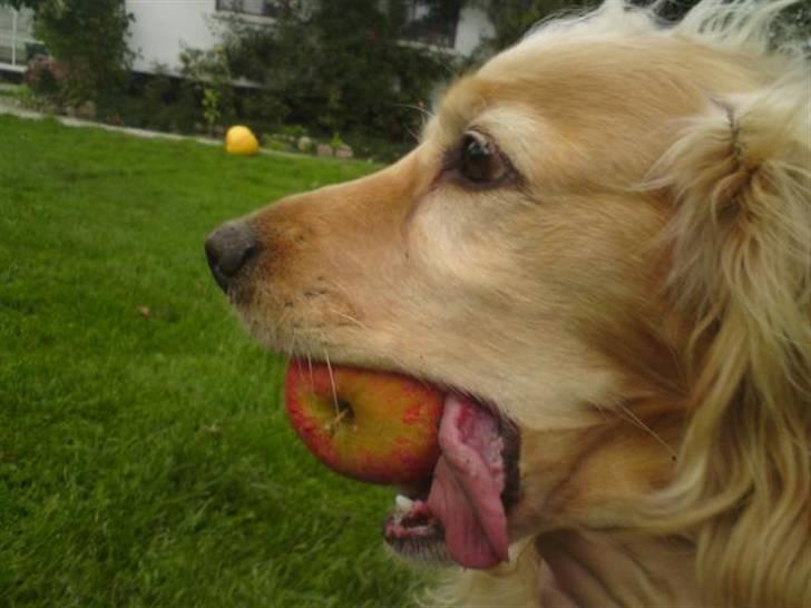 Cocker spaniel Mush-Mush - tungen kan altså ik værre der.. xD billede 1