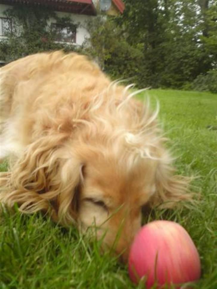 Cocker spaniel Mush-Mush - Vil du lege ?? ;p billede 2