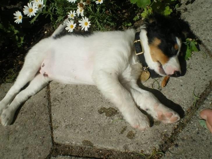 Blanding af racer simba - ligger og daser i solen efter lang tur ved stranden (: billede 1