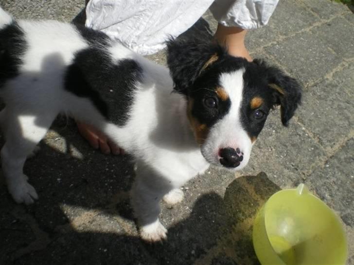 Blanding af racer simba - simbasen. billede 2