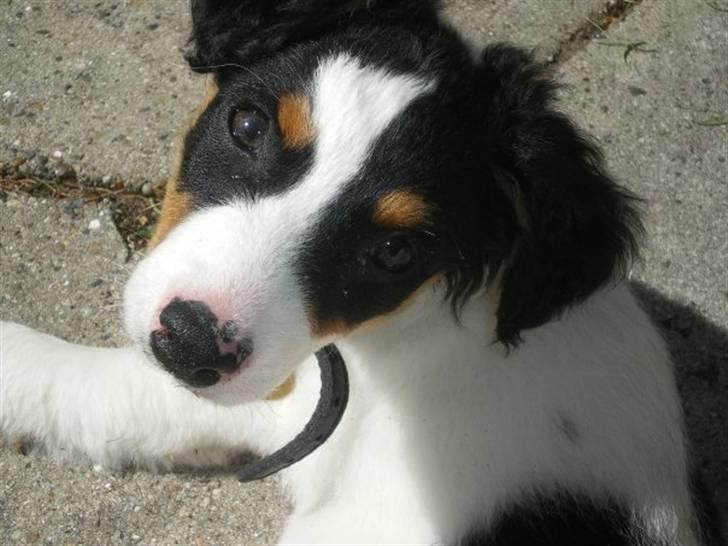 Blanding af racer simba billede 3