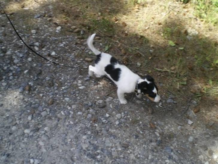 Blanding af racer simba - på gå tur i sommerhuset. billede 4