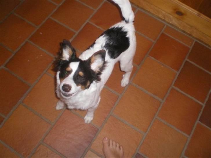 Blanding af racer simba - sjove øre? billede 5