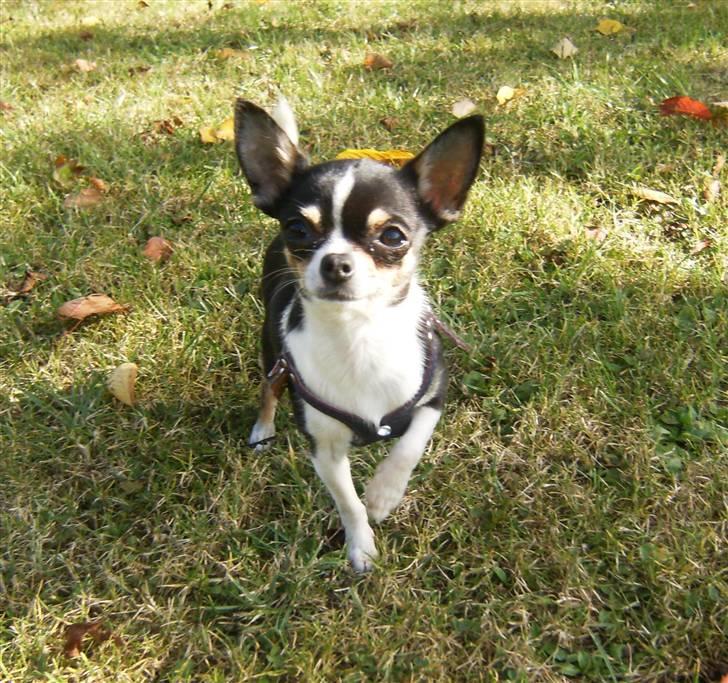 Chihuahua      *A'diva* billede 18