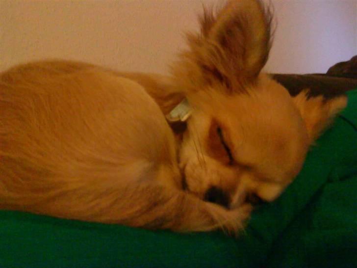 Chihuahua Ollie - Sover på mors arm .. billede 10