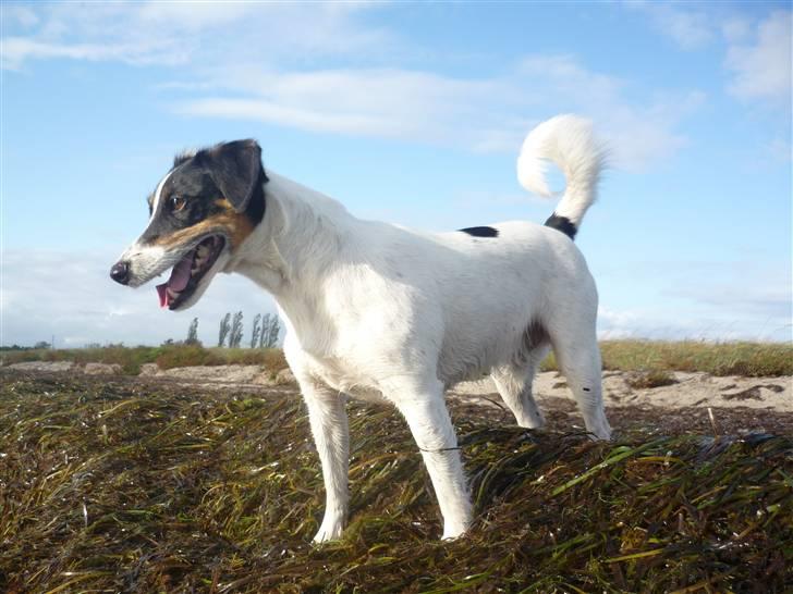 Dansk svensk gaardhund Casper R.I.P. - Når man snakker om solen... billede 14