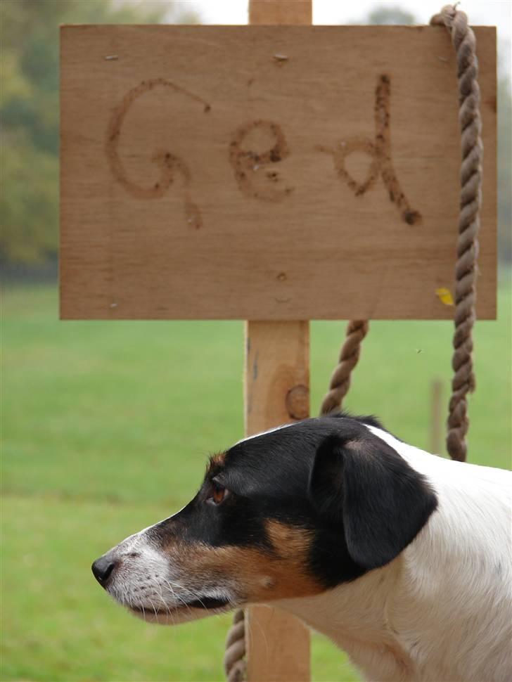 Dansk svensk gaardhund Casper R.I.P. - HAHA! Manthii er en GEED!! XD billede 15