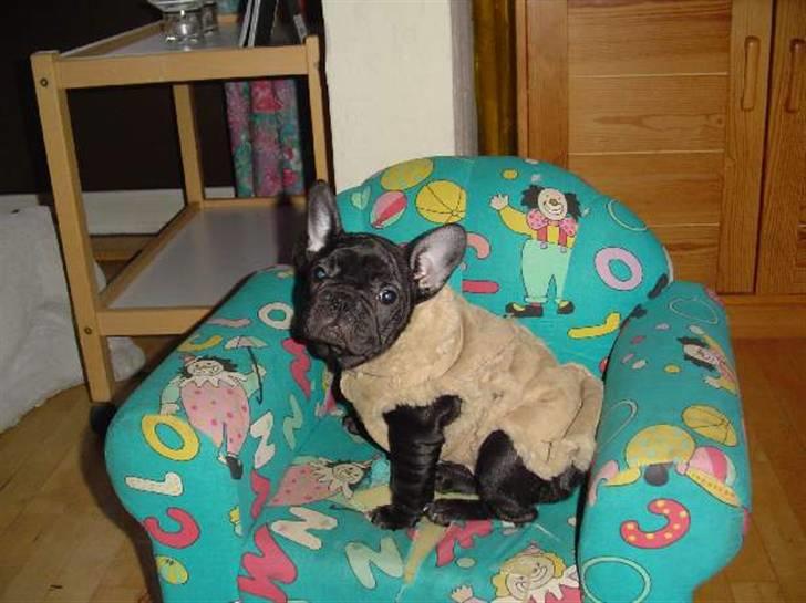 Fransk bulldog Anna-Bell billede 1