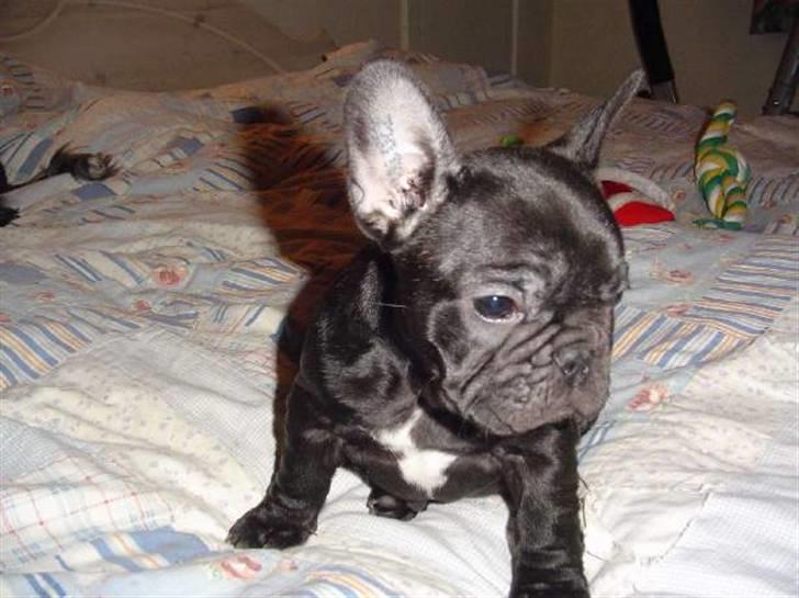 Fransk bulldog Anna-Bell billede 2