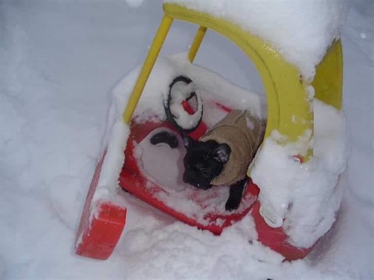 Fransk bulldog Anna-Bell billede 3