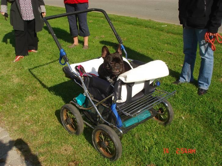 Fransk bulldog Anna-Bell billede 4