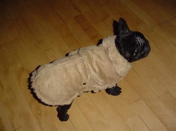 Fransk bulldog Anna-Bell billede 5