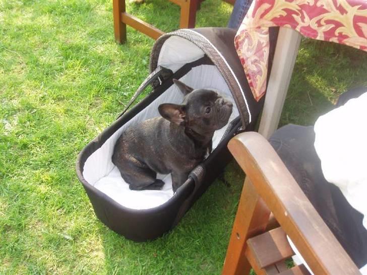 Fransk bulldog Anna-Bell billede 6