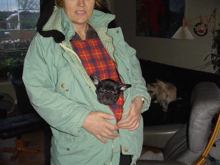 Fransk bulldog Anna-Bell billede 7