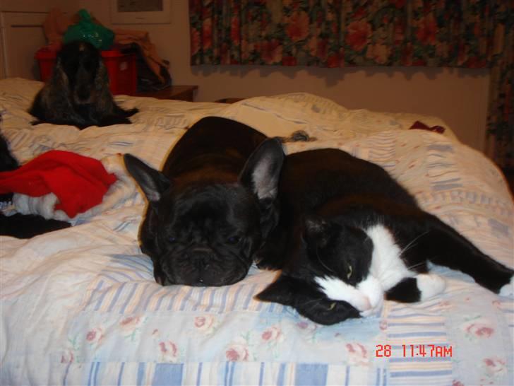 Fransk bulldog Anna-Bell billede 8