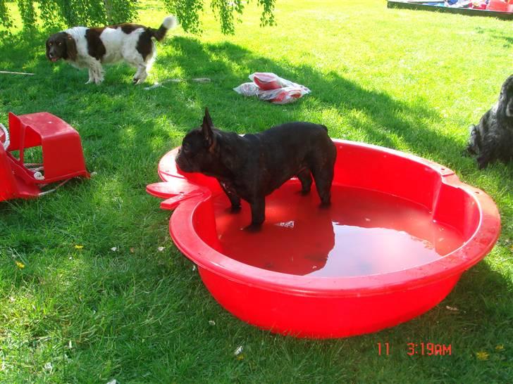 Fransk bulldog Anna-Bell billede 9