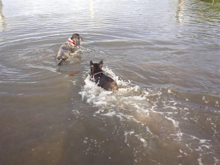 Fransk bulldog Anna-Bell billede 10