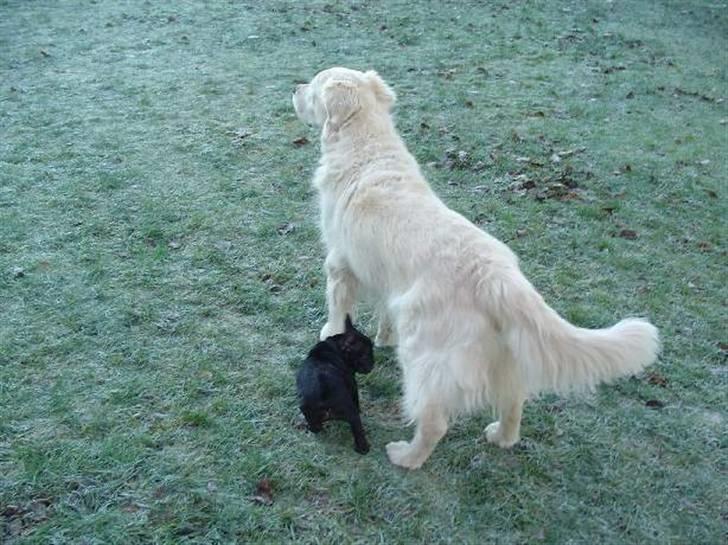 Fransk bulldog Anna-Bell billede 11