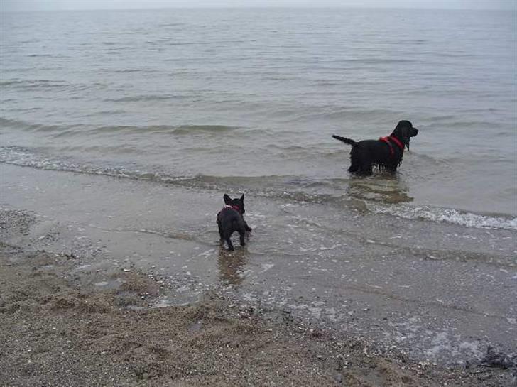 Fransk bulldog Anna-Bell billede 12