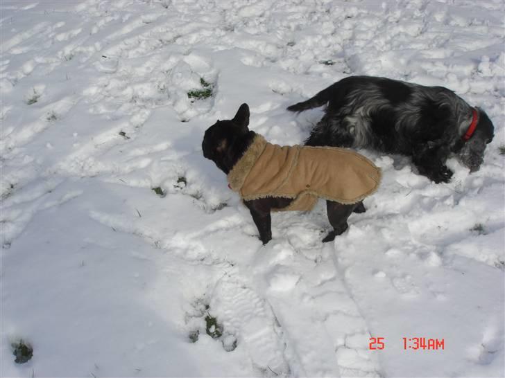 Fransk bulldog Anna-Bell billede 13